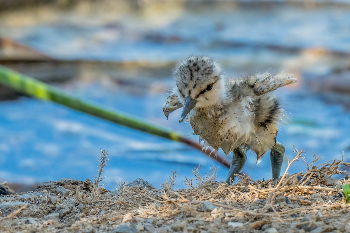 American Avocet - ML620799337