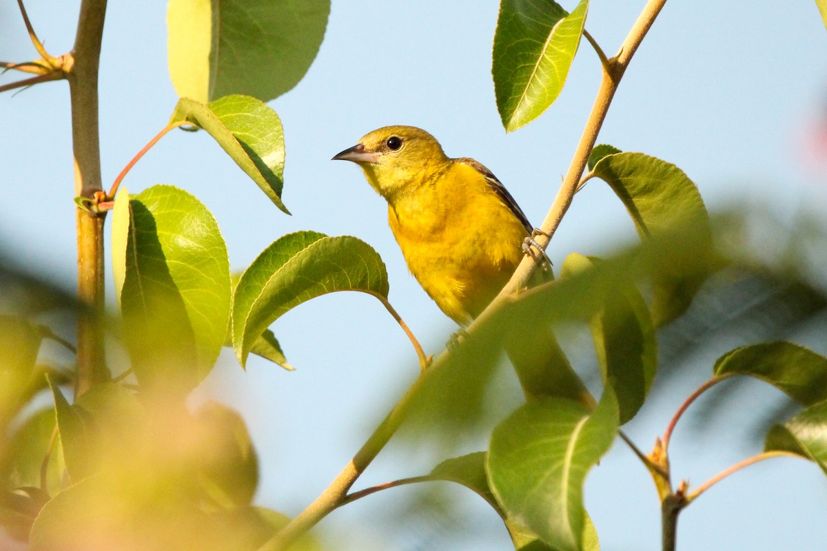 Orchard Oriole - ML620799339