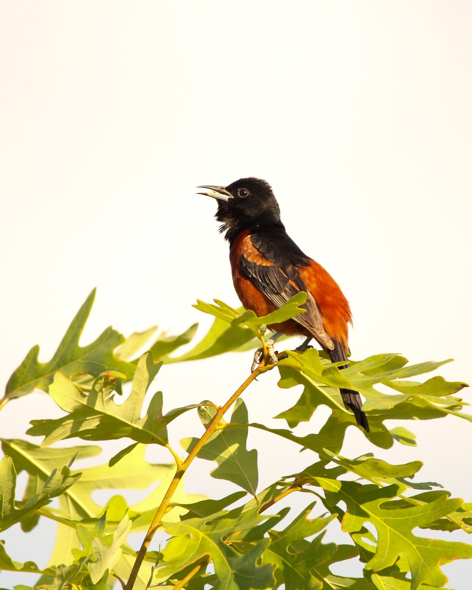 Orchard Oriole - ML620799340