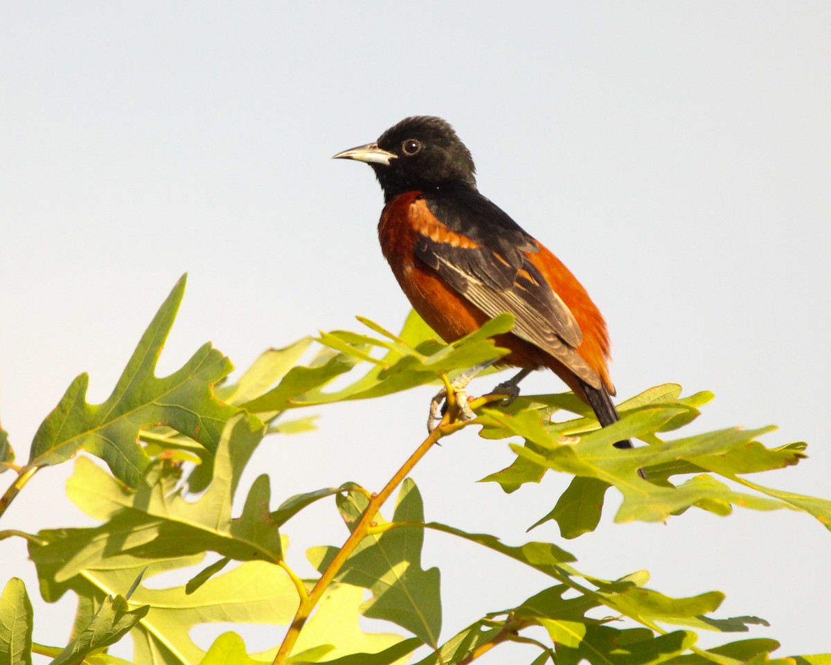 Orchard Oriole - ML620799341