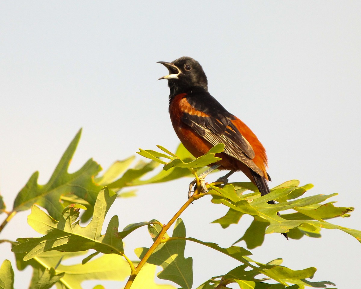 Orchard Oriole - ML620799342