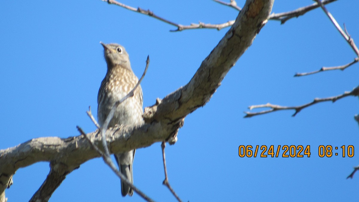 Western Bluebird - ML620799343