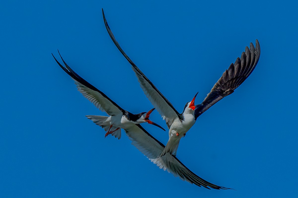 Black Skimmer - ML620799392