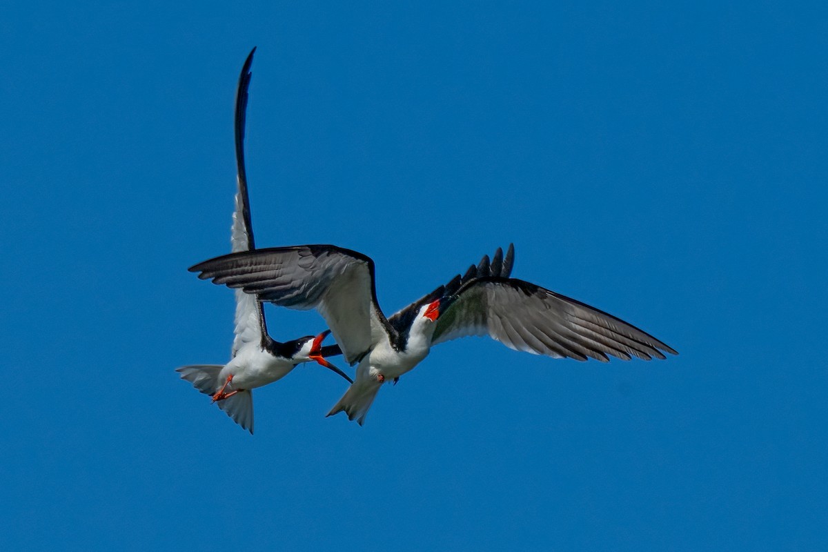 Black Skimmer - ML620799393