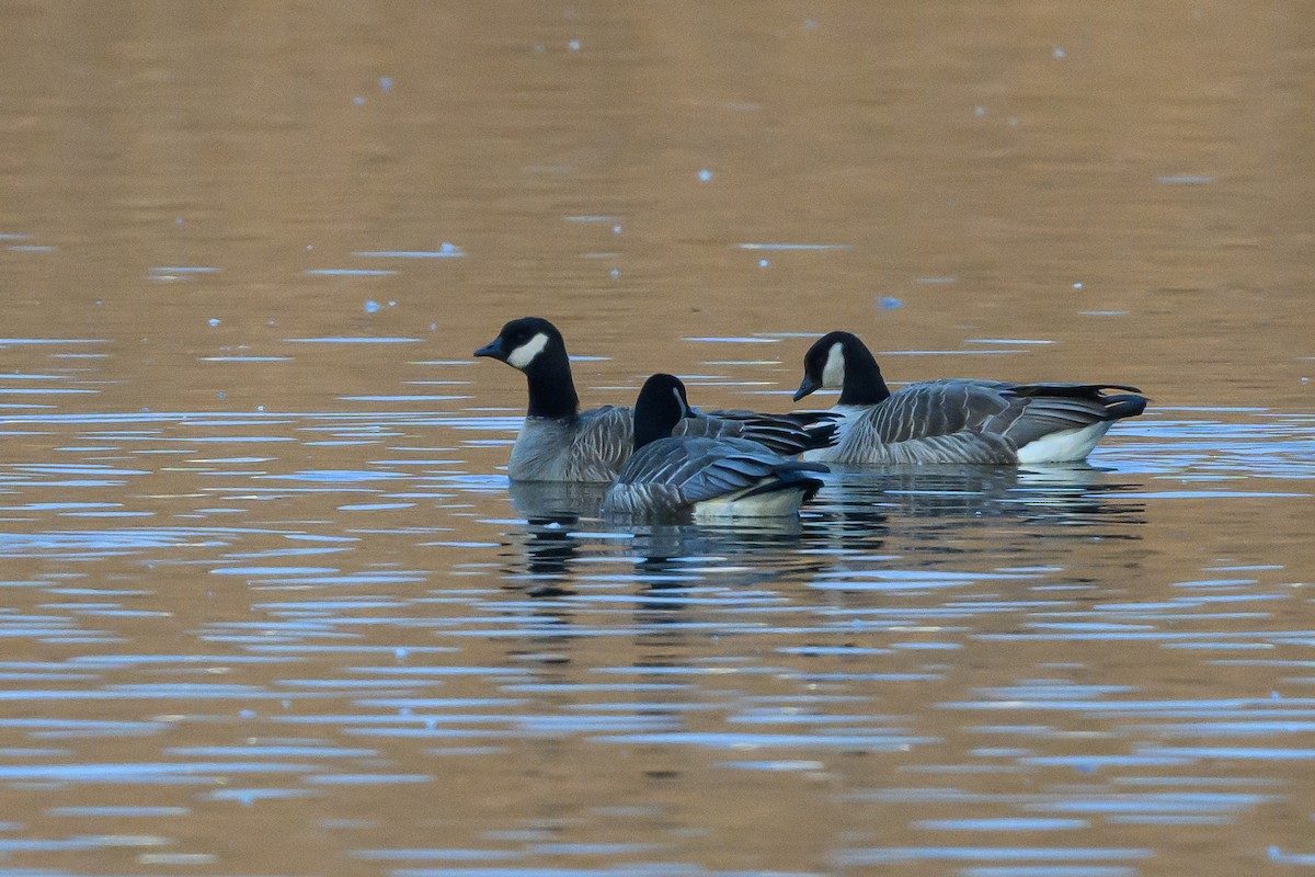 Cackling Goose - ML620799396