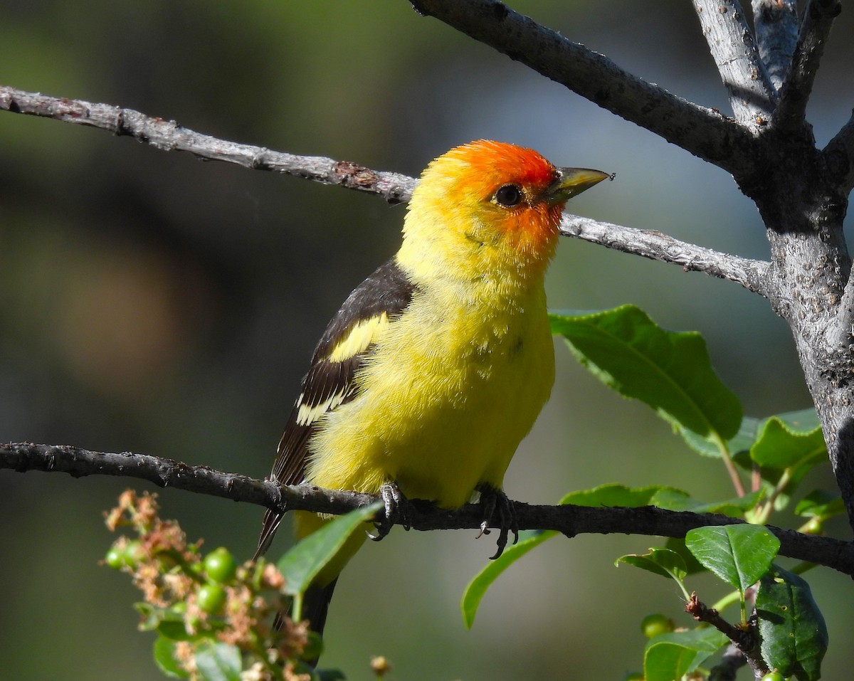 Western Tanager - ML620799410