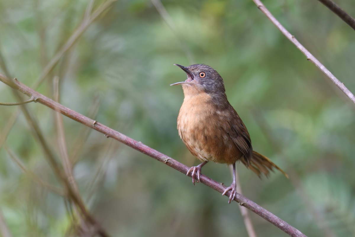 Victorin's Warbler - ML620799415