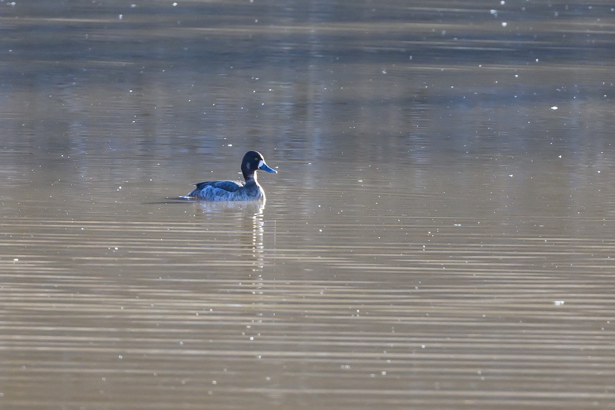 Lesser Scaup - ML620799416