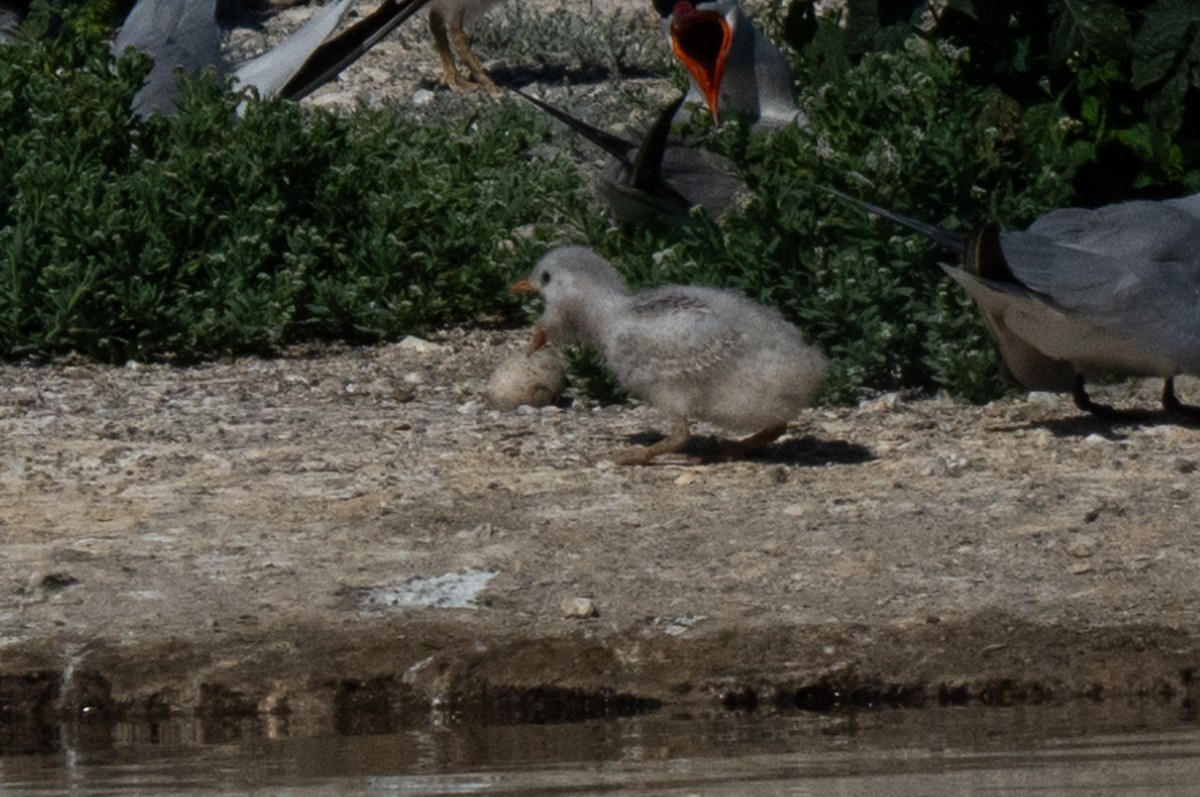 Caspian Tern - ML620799419