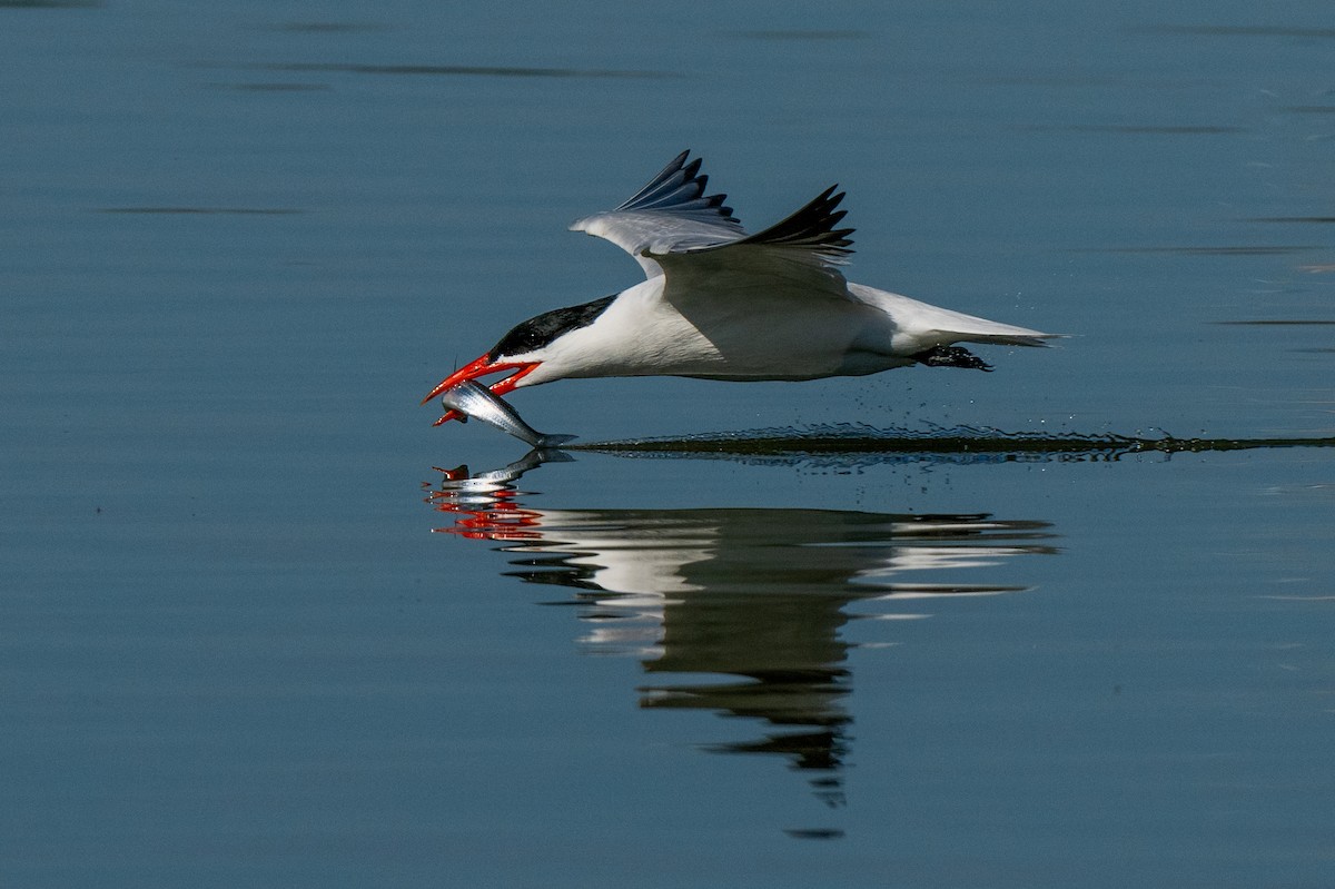 Caspian Tern - ML620799420