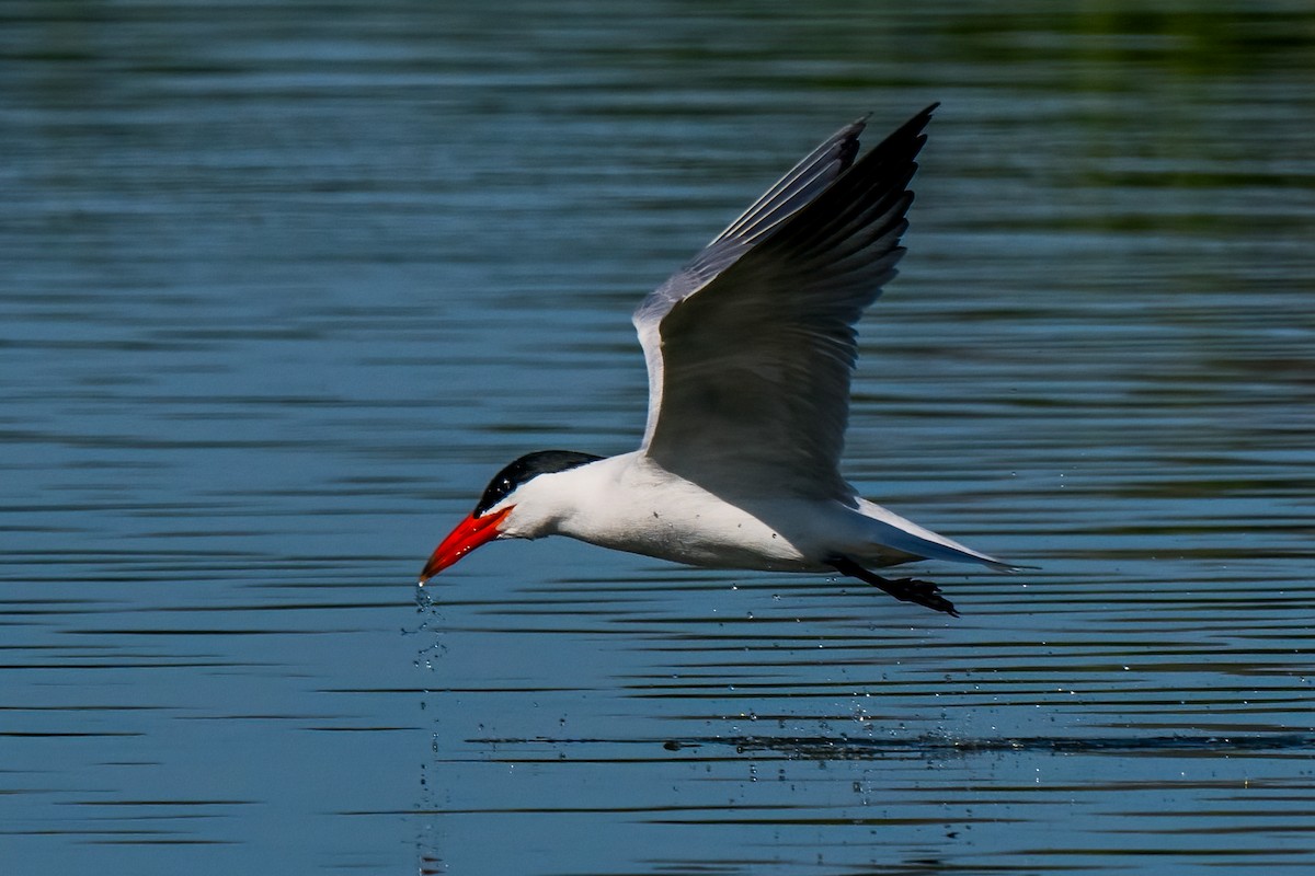 Caspian Tern - ML620799421