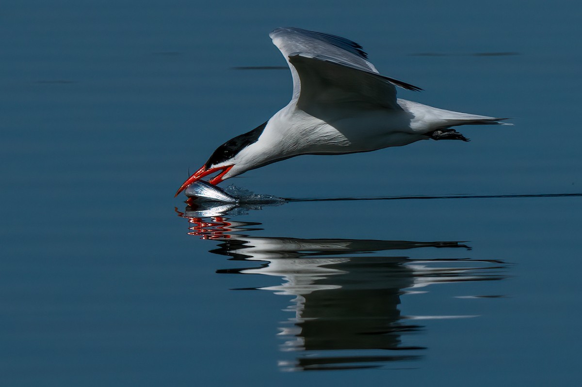 Caspian Tern - ML620799423