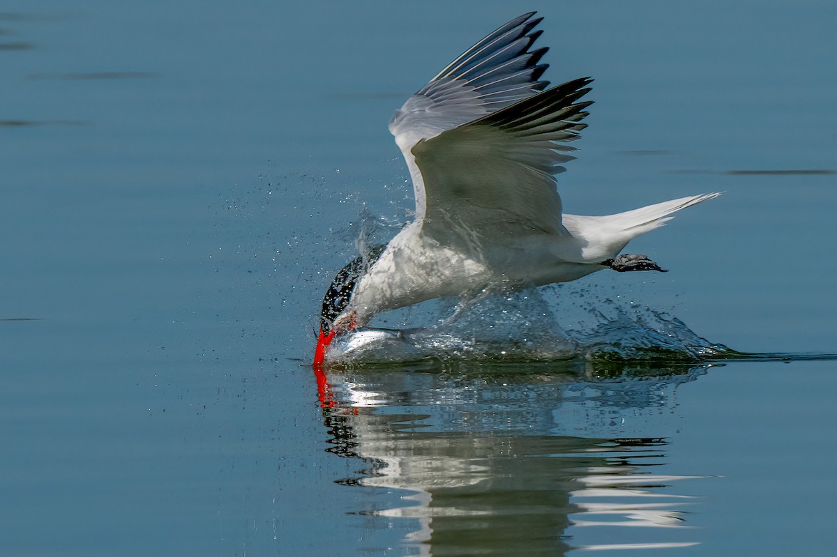 Caspian Tern - ML620799424