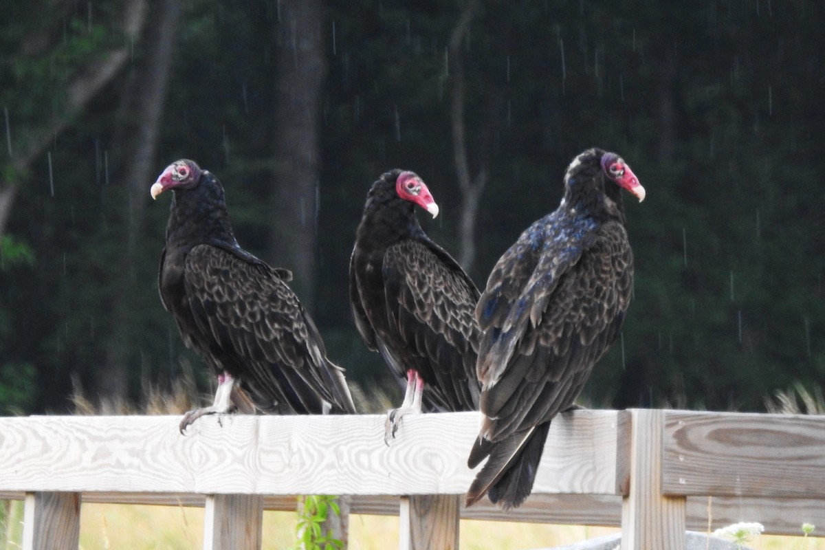 Turkey Vulture - ML620799432