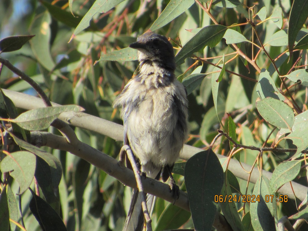 California Scrub-Jay - crdf bird