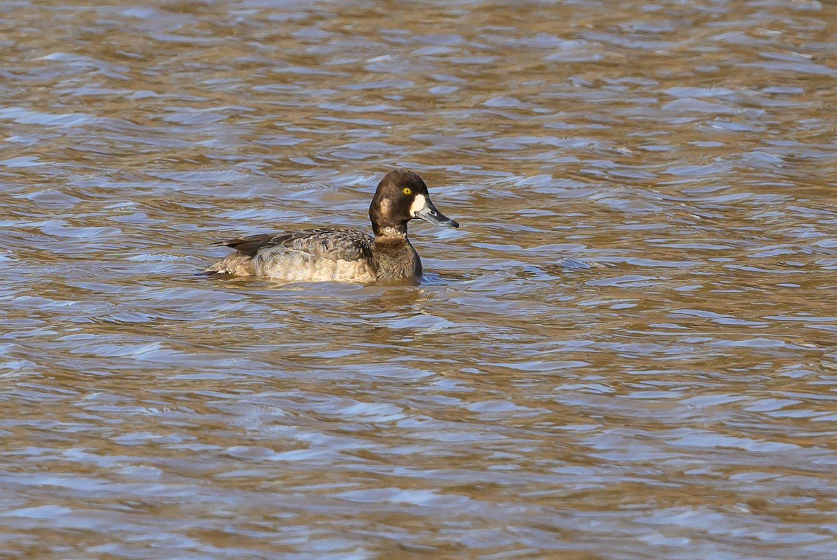 Lesser Scaup - ML620799440