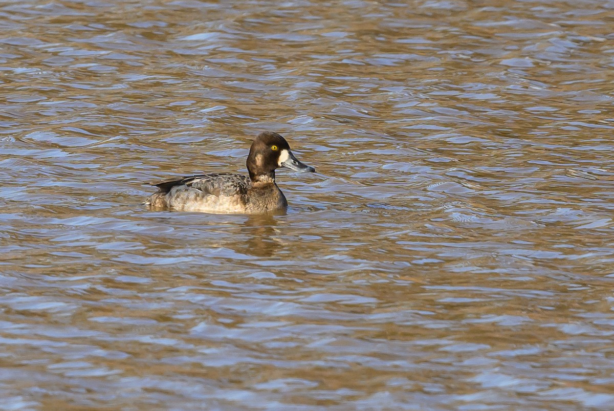 Lesser Scaup - ML620799441