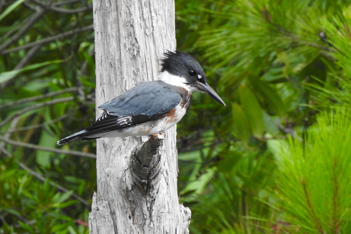 Belted Kingfisher - ML620799450