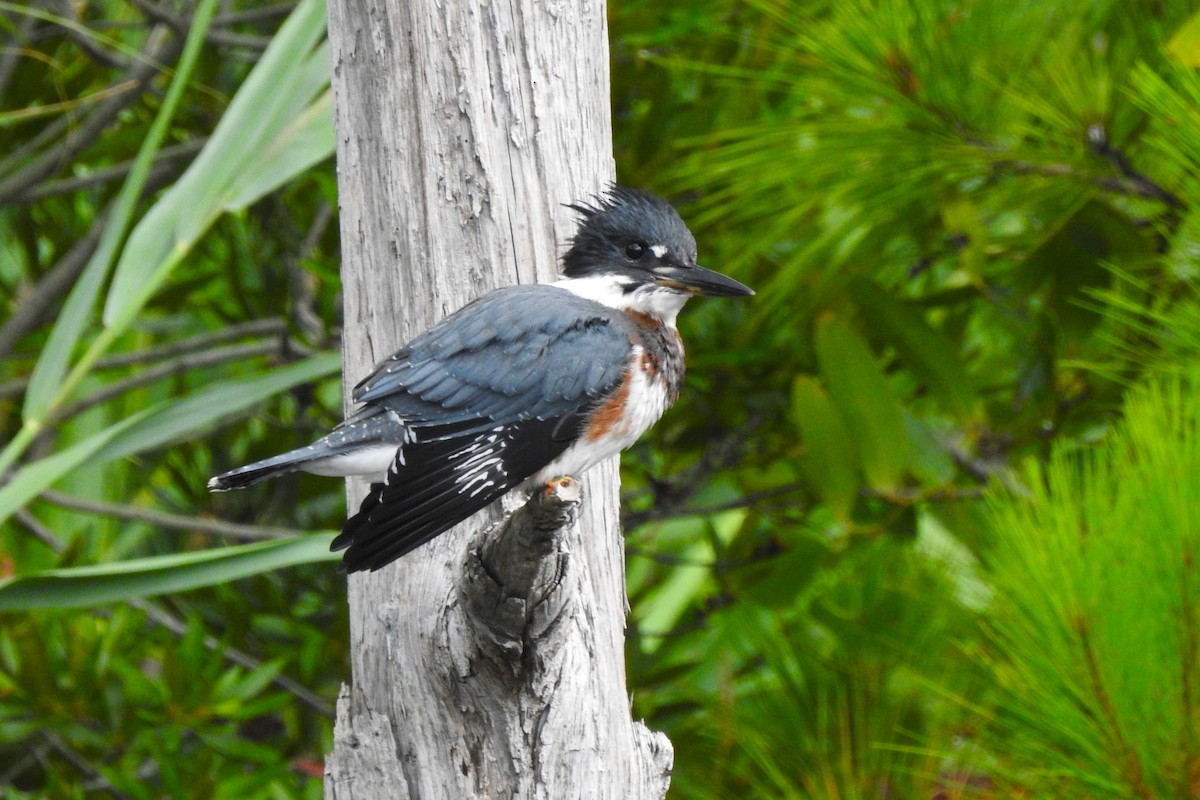 Belted Kingfisher - ML620799451