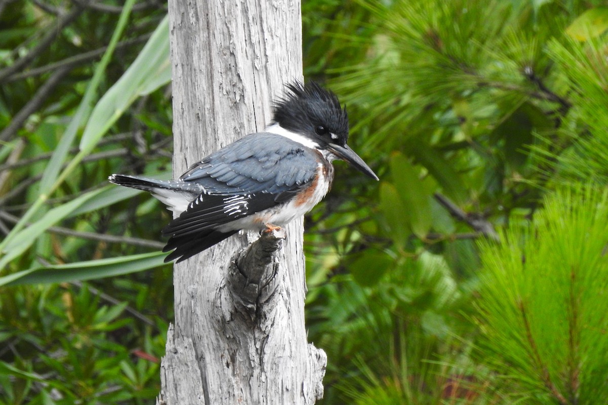 Belted Kingfisher - ML620799452