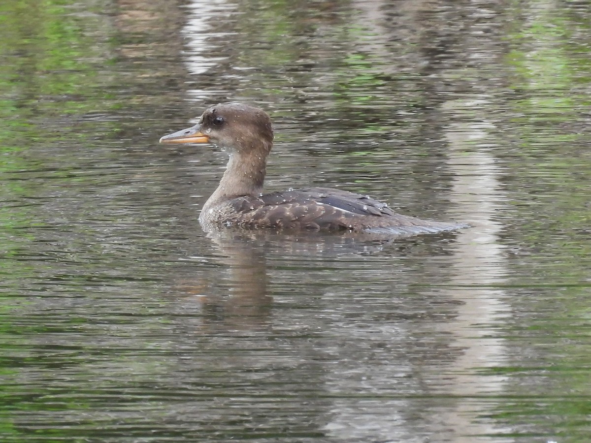 Hooded Merganser - ML620799462