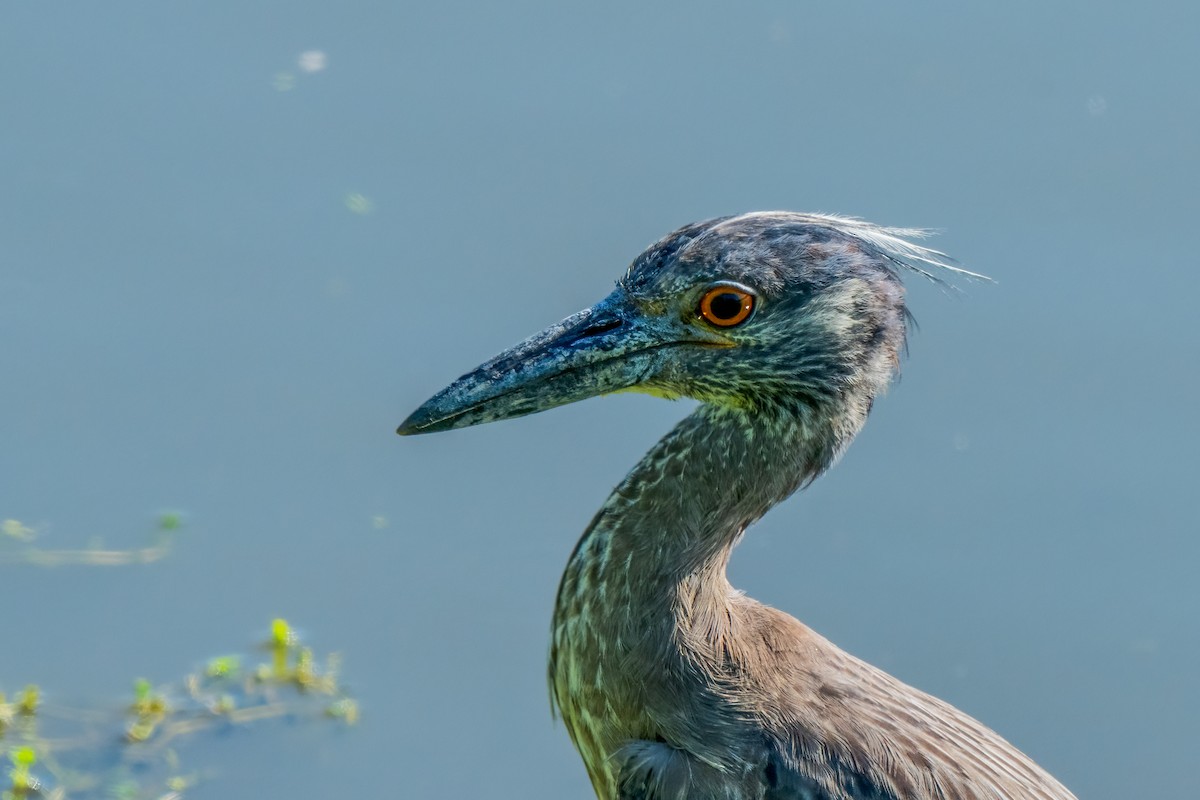 Yellow-crowned Night Heron - ML620799463