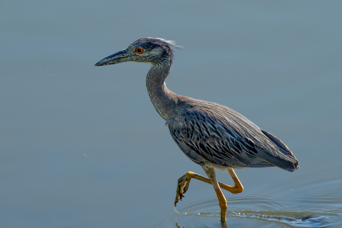 Yellow-crowned Night Heron - ML620799465