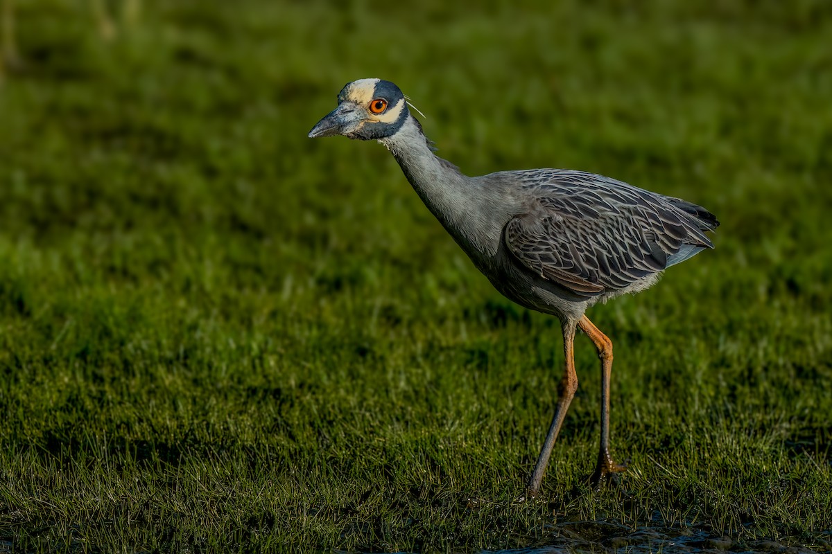 Yellow-crowned Night Heron - ML620799466