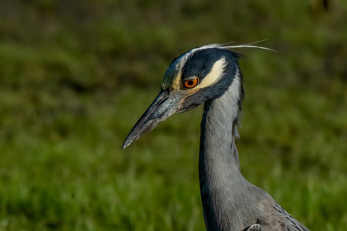 Yellow-crowned Night Heron - ML620799467