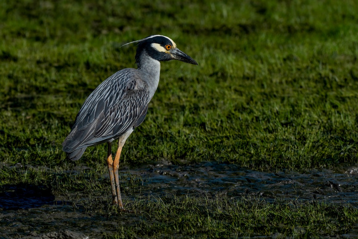 Yellow-crowned Night Heron - ML620799468