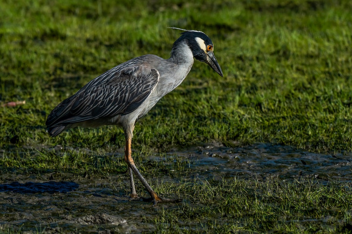 Yellow-crowned Night Heron - ML620799469