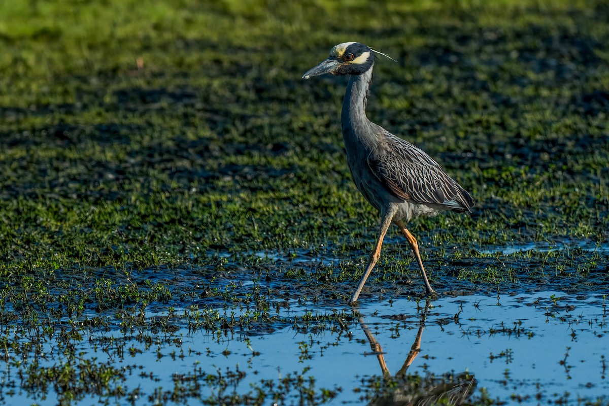 Yellow-crowned Night Heron - ML620799471