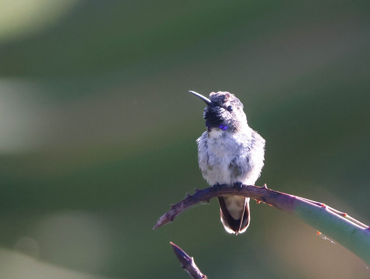 Costa's Hummingbird - ML620799473