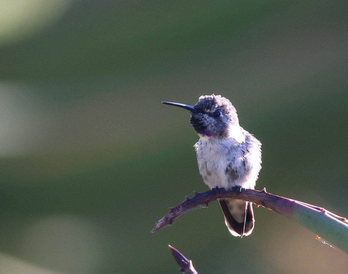 Costa's Hummingbird - ML620799474