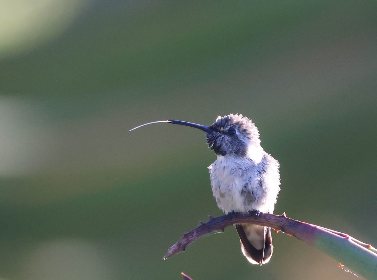Costa's Hummingbird - ML620799476