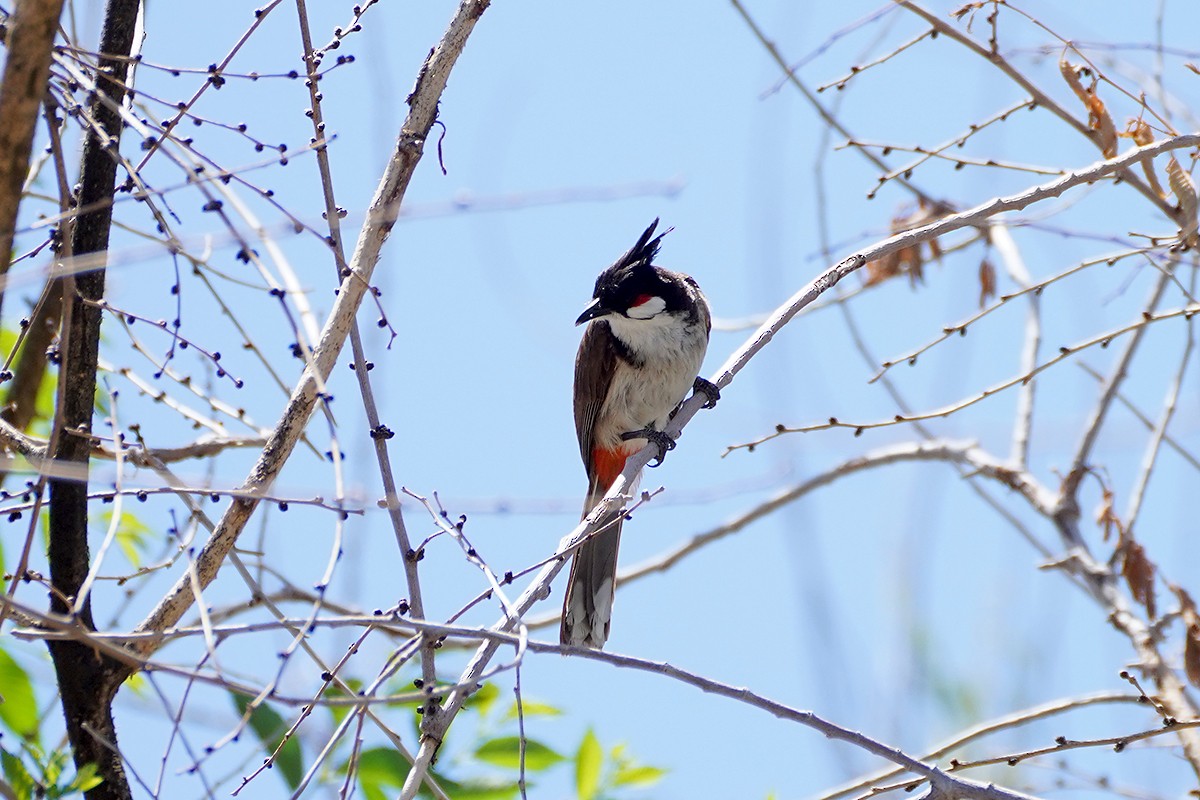 Red-whiskered Bulbul - Josep Manchado | BirdingMajorca.com