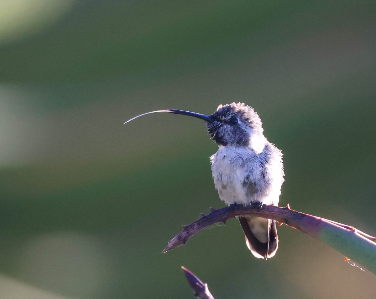 Costa's Hummingbird - ML620799478