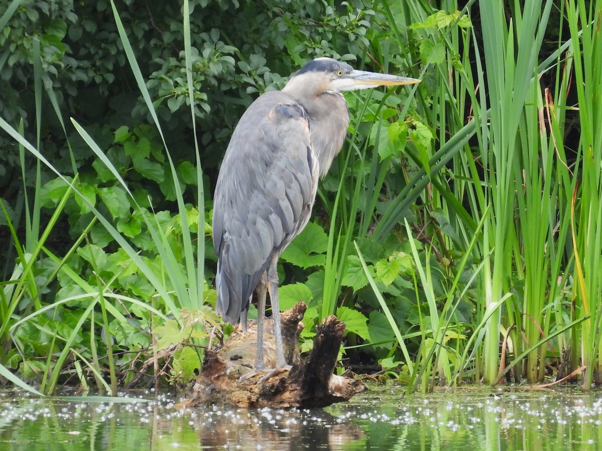 Great Blue Heron - Susan Gowen