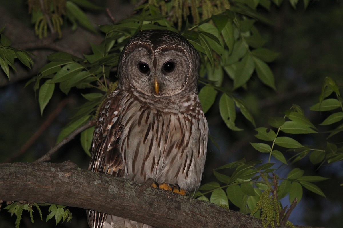 Barred Owl - ML620799499