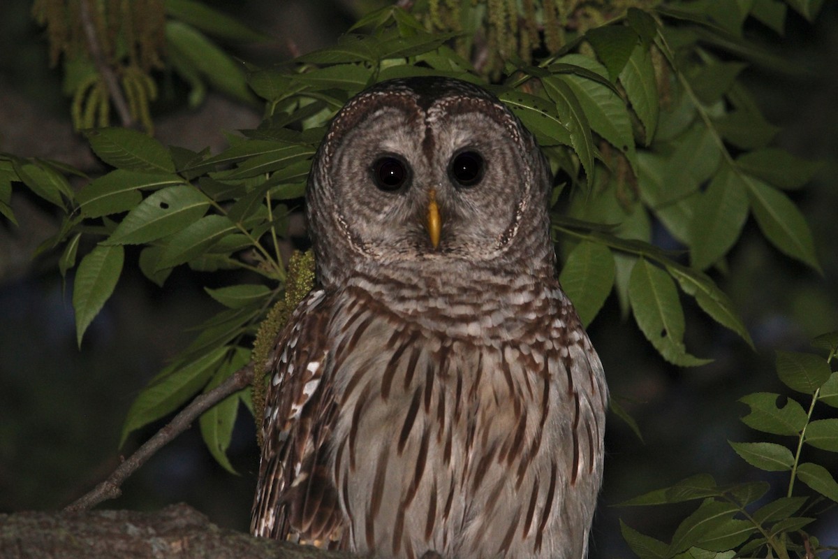 Barred Owl - ML620799500