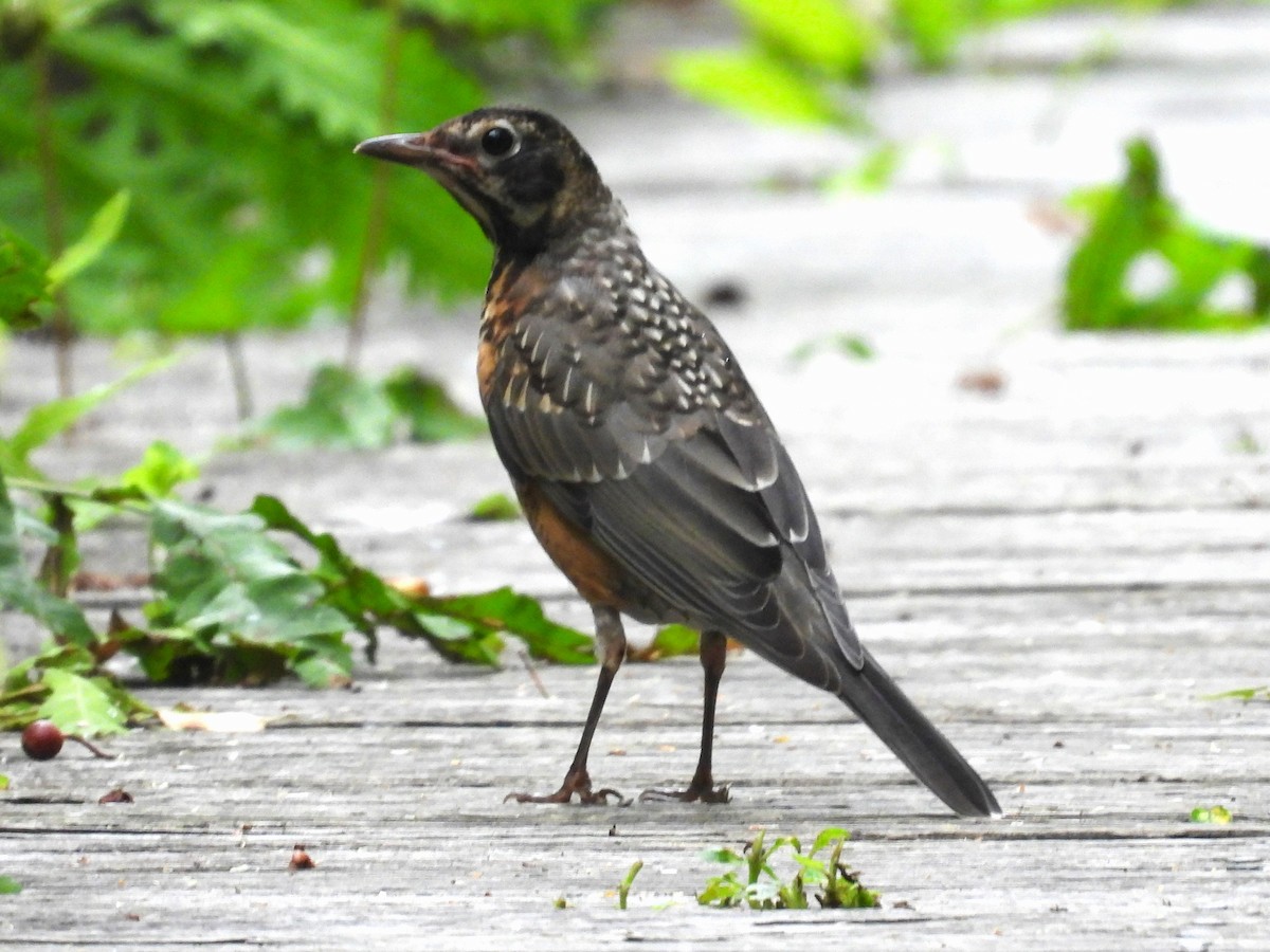 American Robin - Susan Gowen