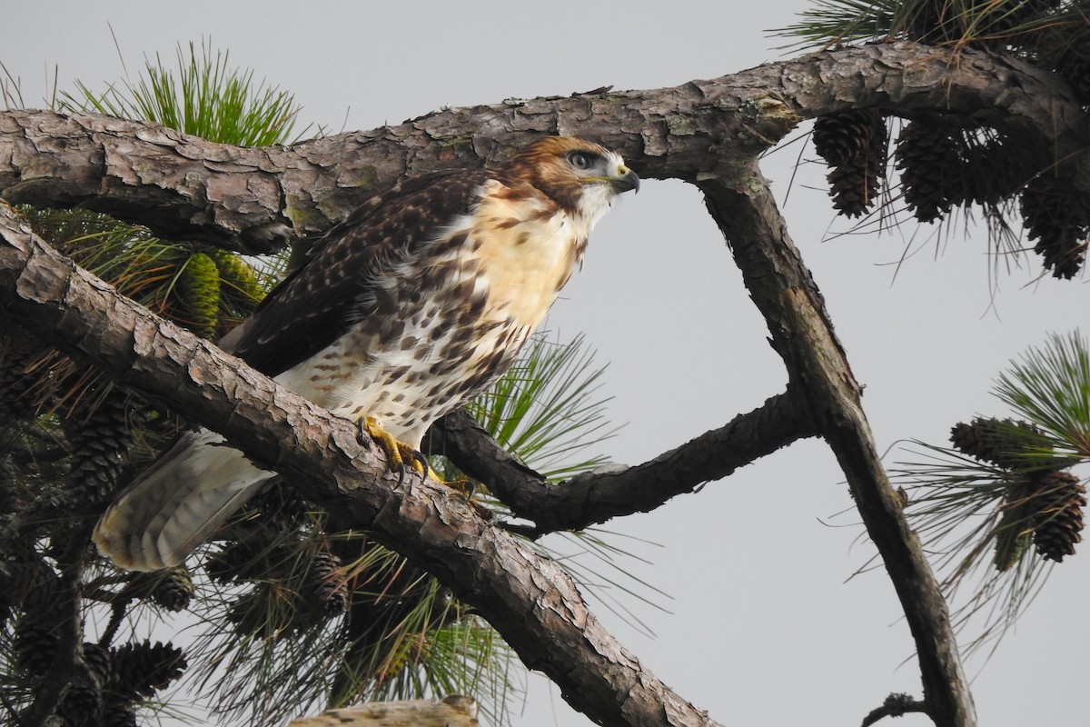 Red-tailed Hawk - ML620799505