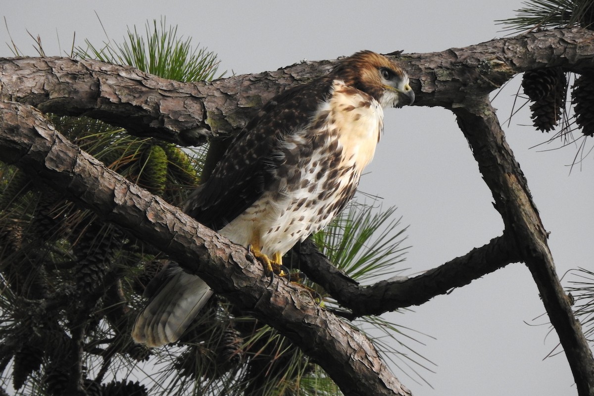 Red-tailed Hawk - ML620799506