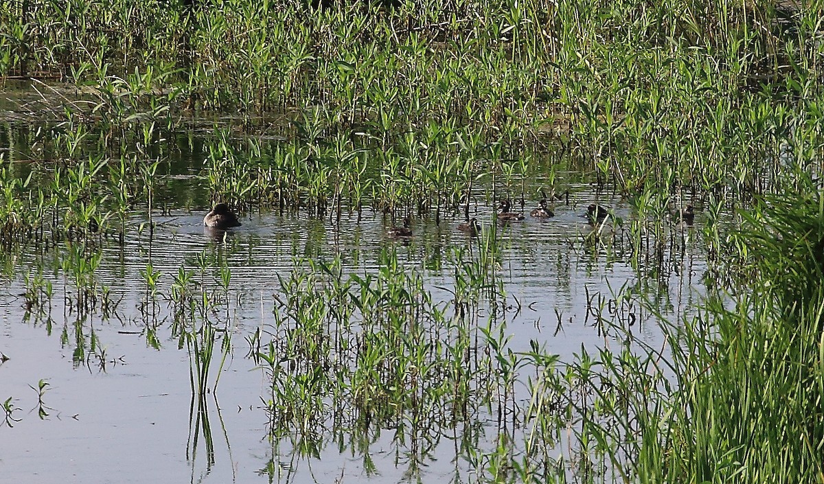 Pied-billed Grebe - ML620799509