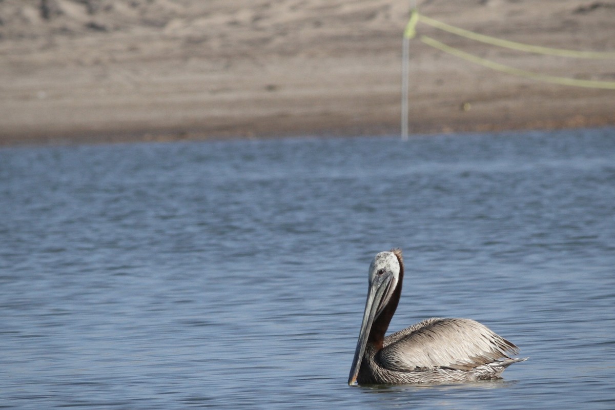 pelikán hnědý - ML620799514