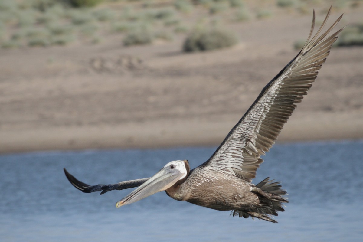 Brown Pelican - ML620799515