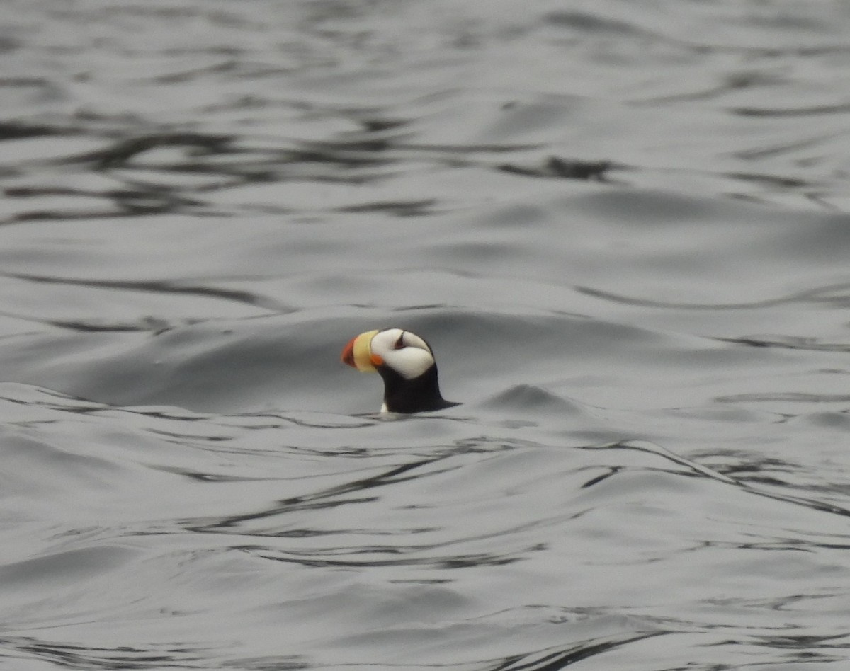 Horned Puffin - ML620799519