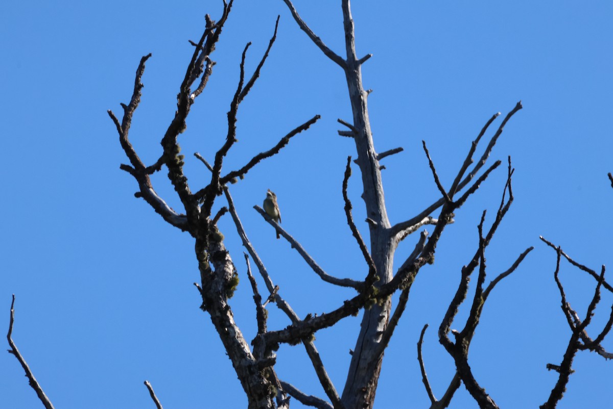 Dusky Flycatcher - ML620799520