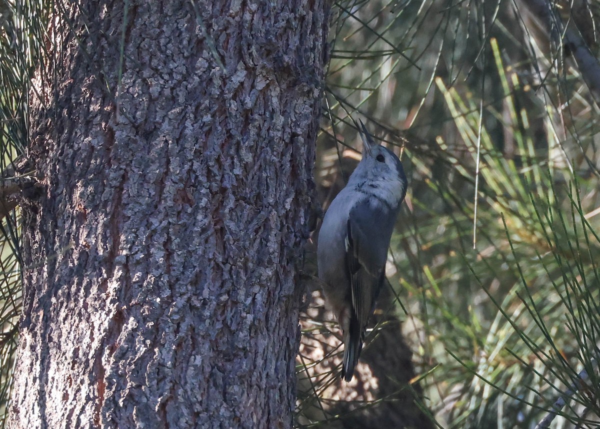 White-breasted Nuthatch - ML620799525