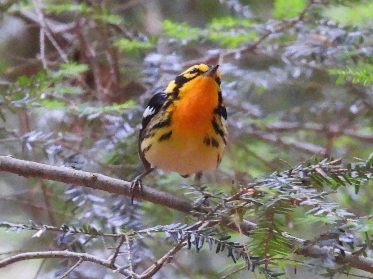 Blackburnian Warbler - ML620799527